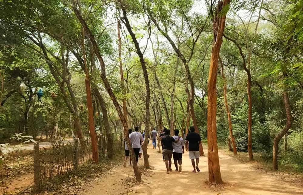 caminos de Auroville