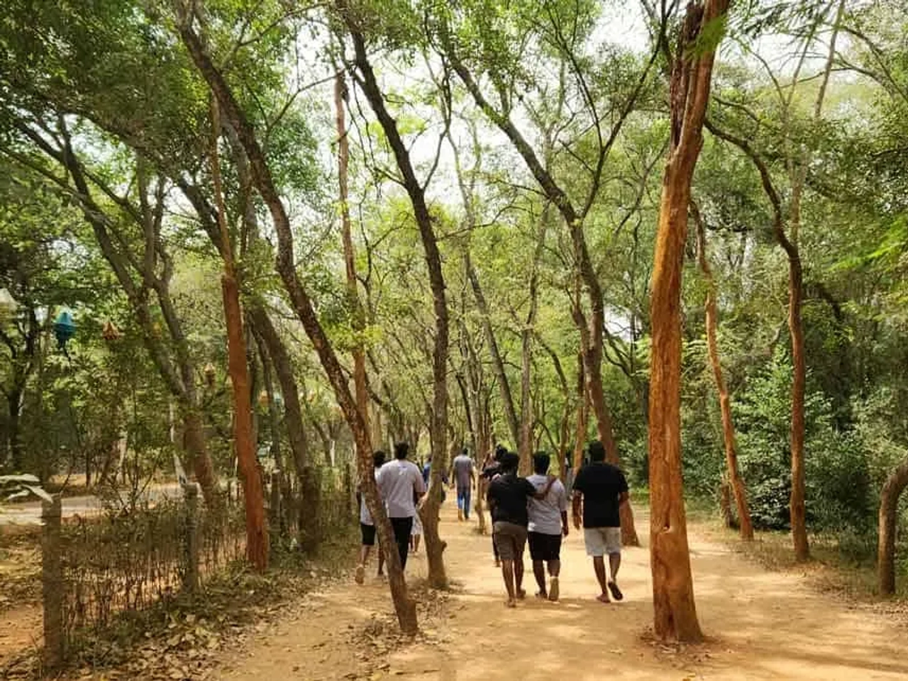 caminos de Auroville
