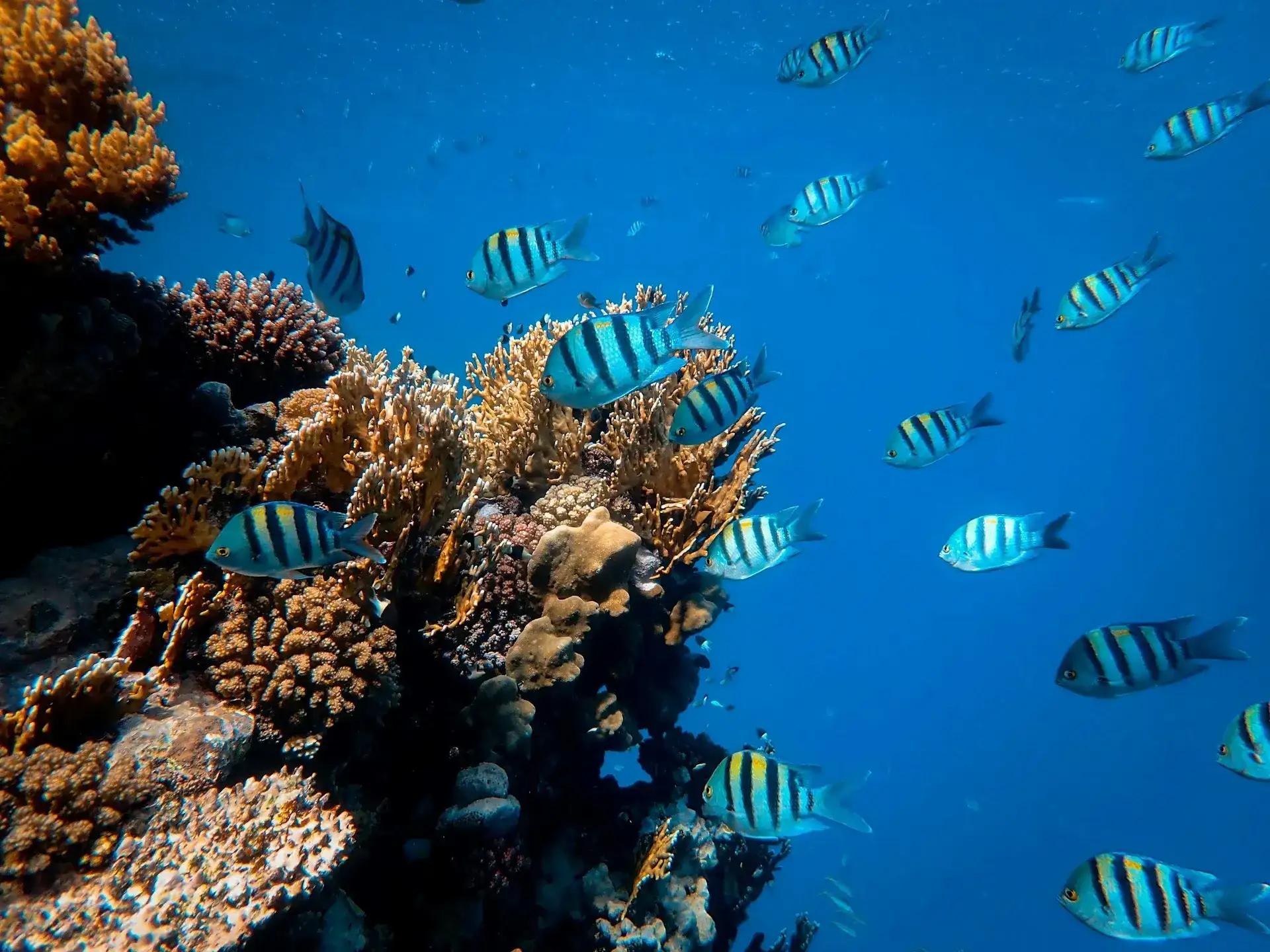 Banco di pesci tropicali che nuota tra i coralli del Mar Rosso in Egitto durante un'immersione subacquea. 