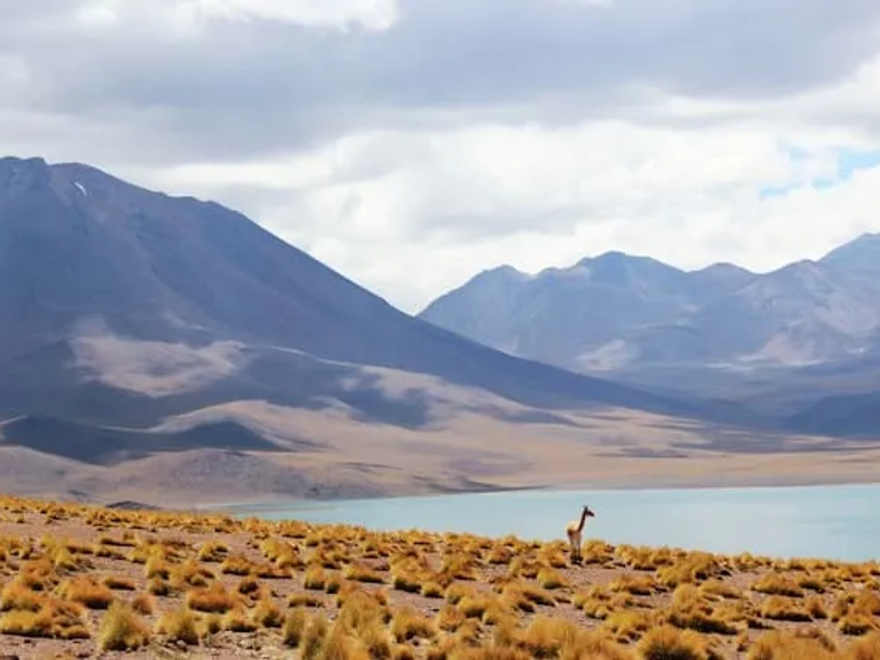 animais deitados ao pé da praia no chile