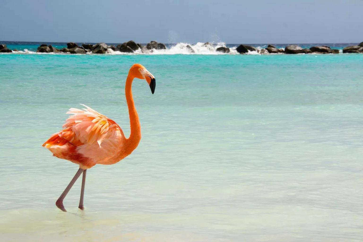 Qué hacer en Aruba