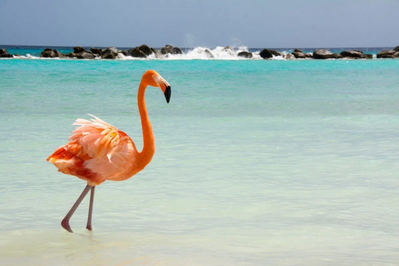 Qué hacer en Aruba en 4 días: Itinerario completo