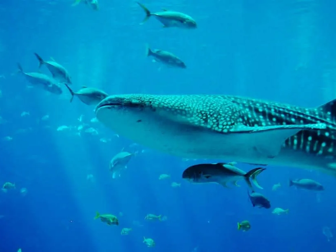 tiburón ballena en Mozambique