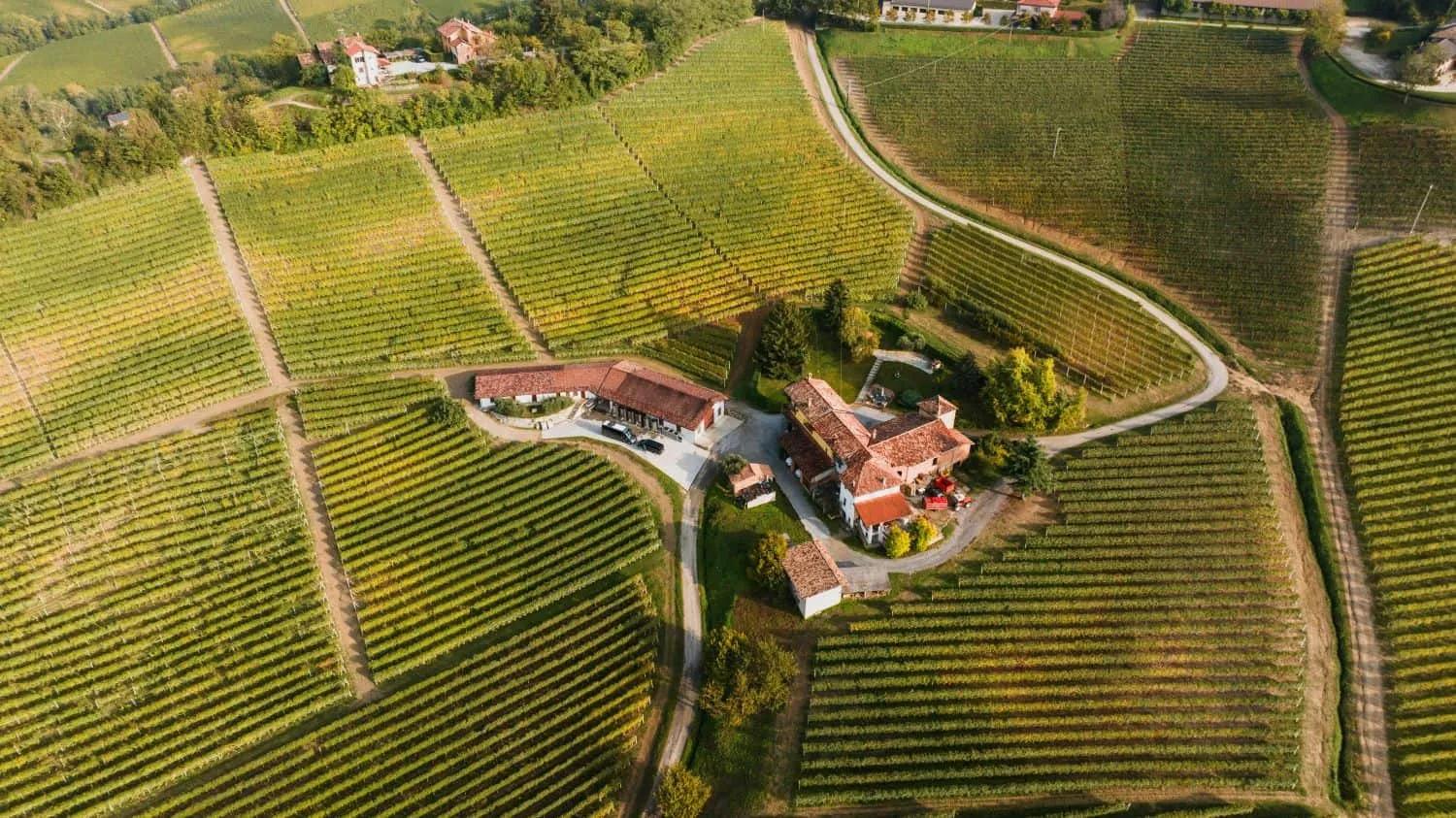 vinhedos em piemonte italia