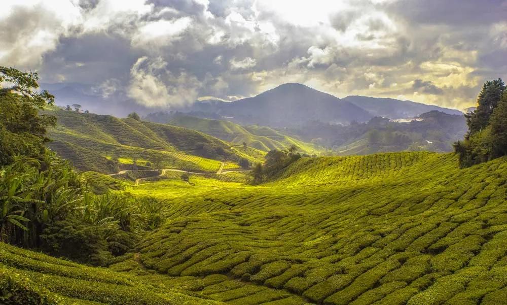 Qué ver y hacer en Cameron Highlands