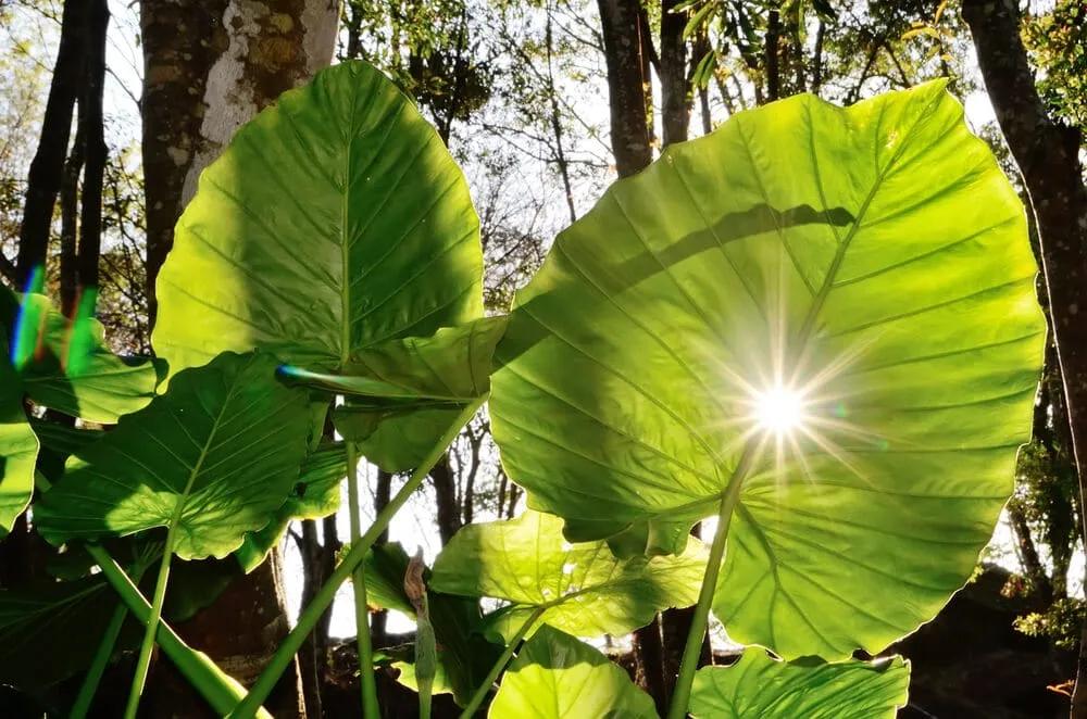 maior folha do mundo alocasia
