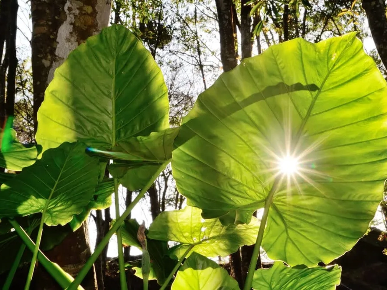 maior folha do mundo alocasia