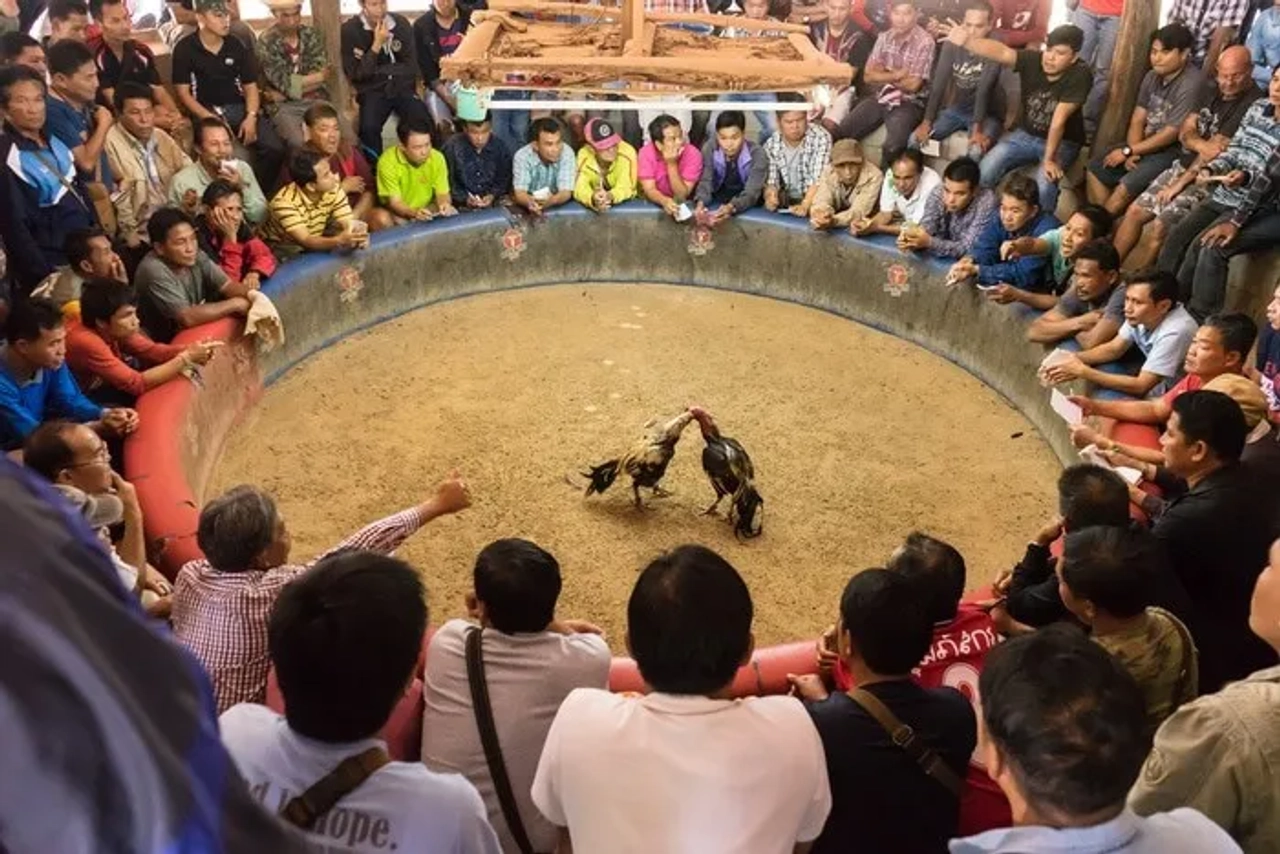 peleas de gallos