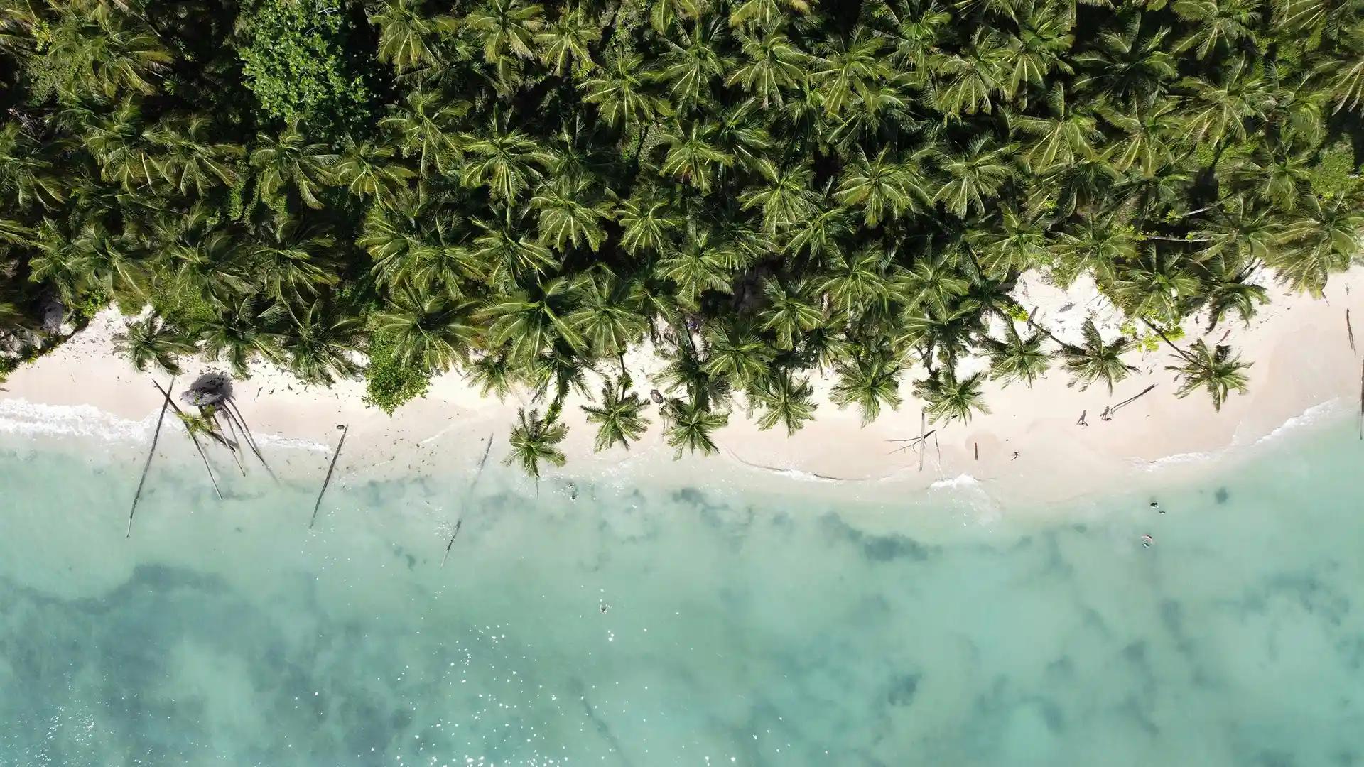 una playa de panama con palmeras