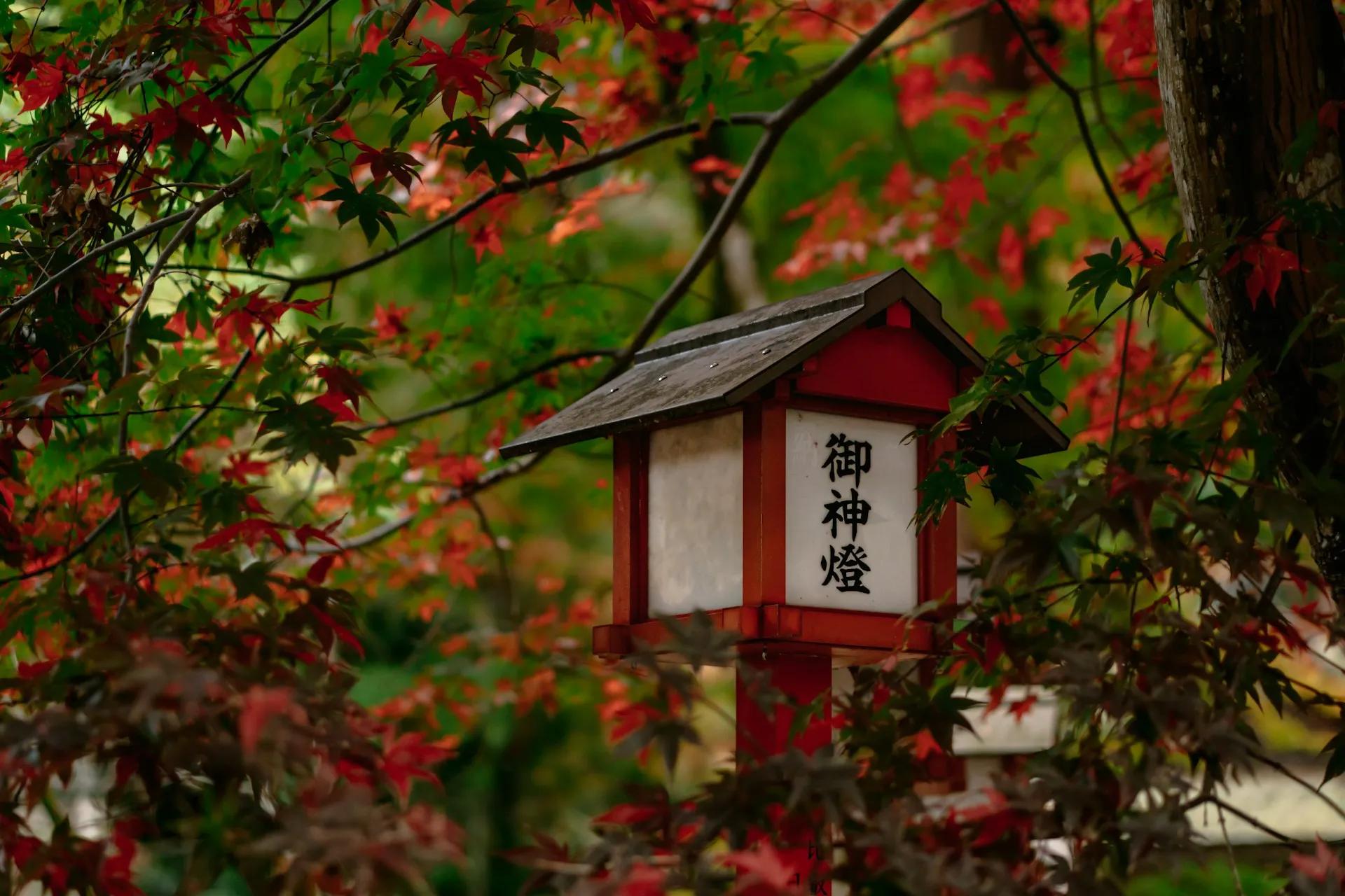 Casetta per uccelli con iscrizione in caratteri giapponesi situata tra alberi con foliage autunnale a Kyoto