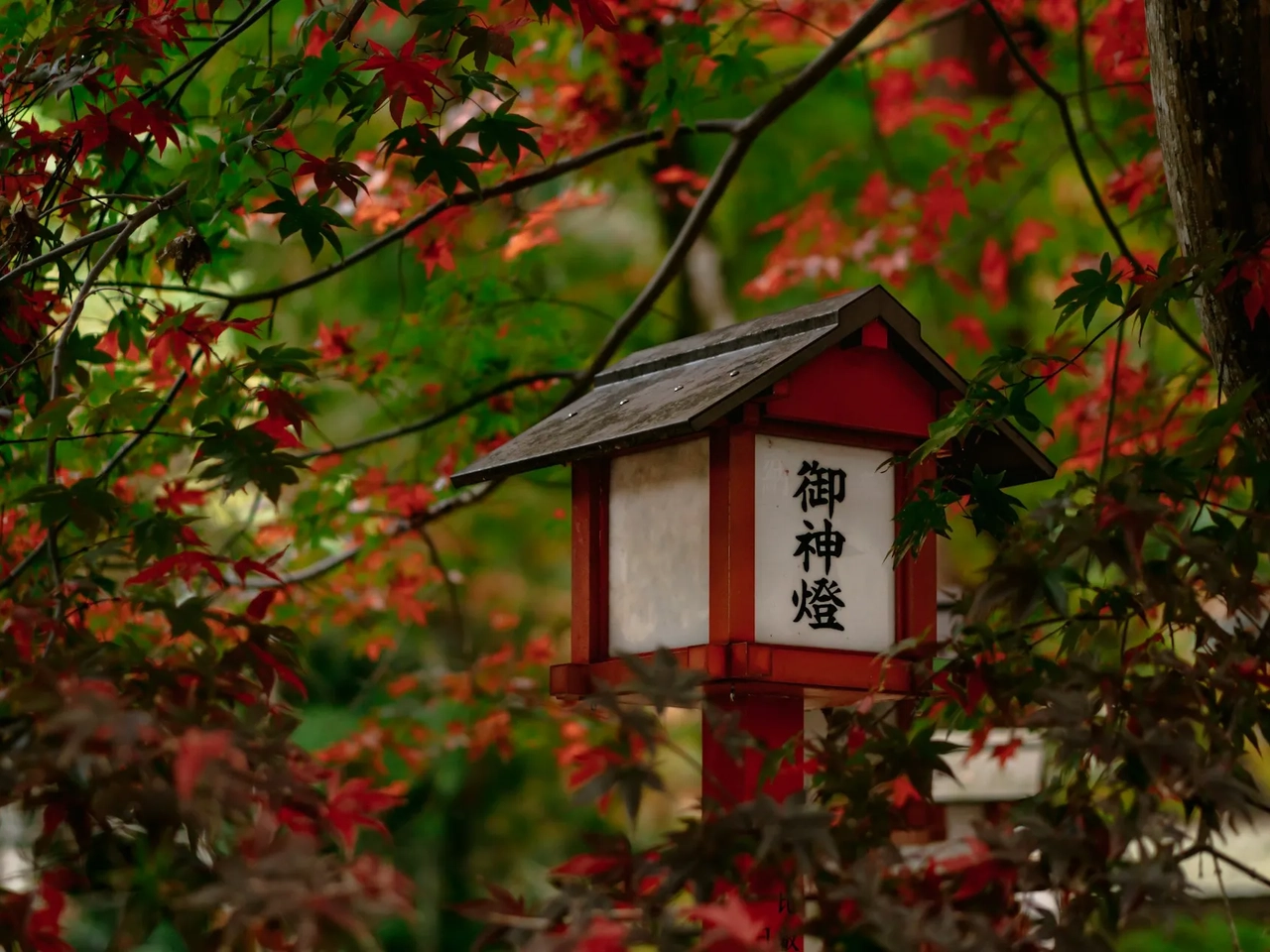 Casetta per uccelli con iscrizione in caratteri giapponesi situata tra alberi con foliage autunnale a Kyoto