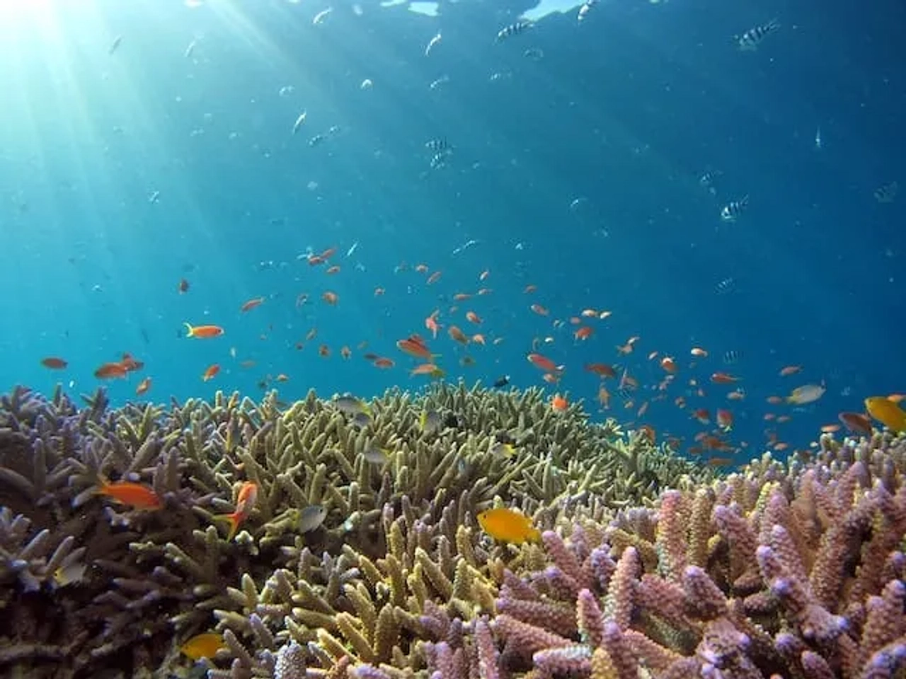 peixes no recife no mar vermelho no egito