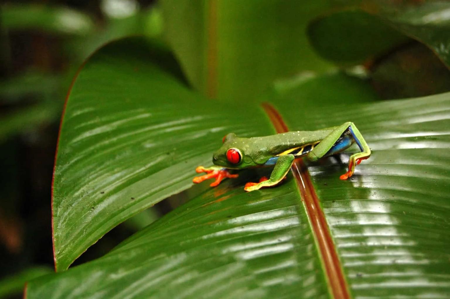 sapo na costa rica