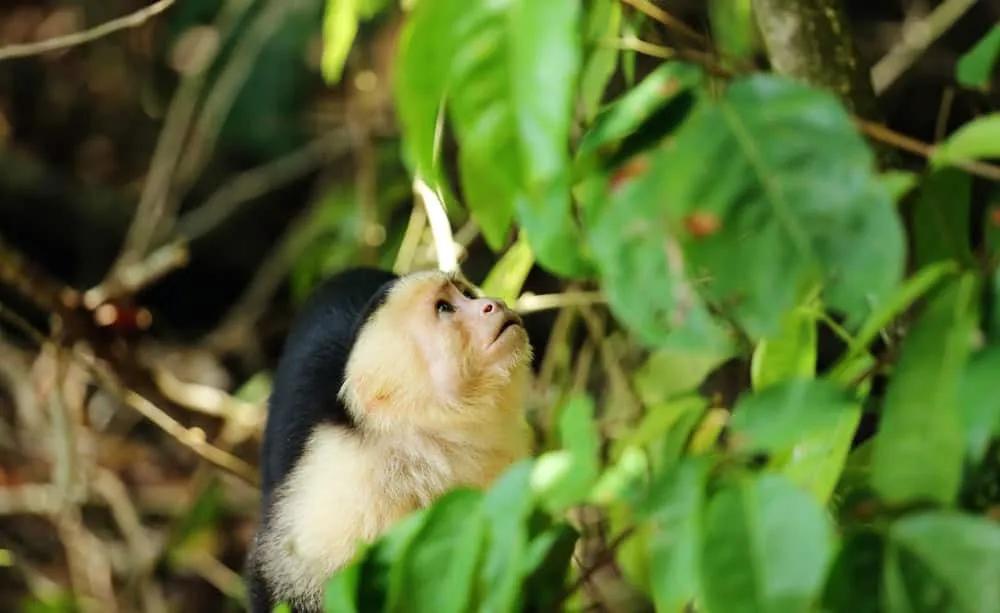 mono en Parque Nacional Manuel Antonio