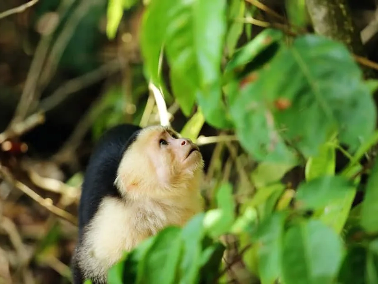mono en Parque Nacional Manuel Antonio
