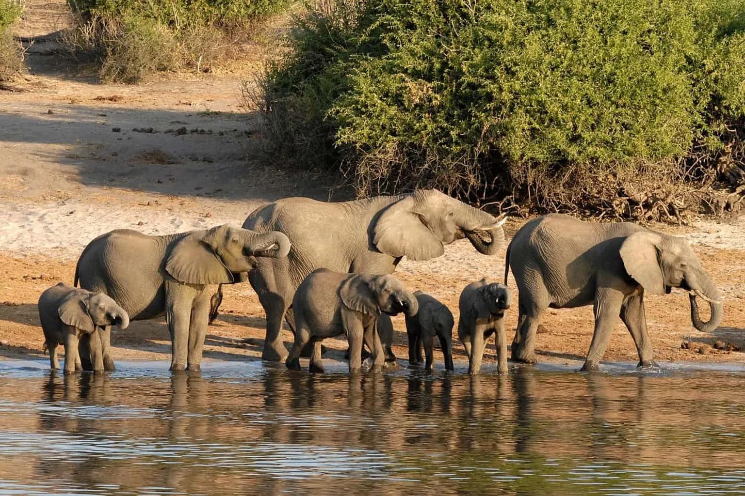 Grupo de elefantes bebiendo agua en un paisaje natural de Botswana.