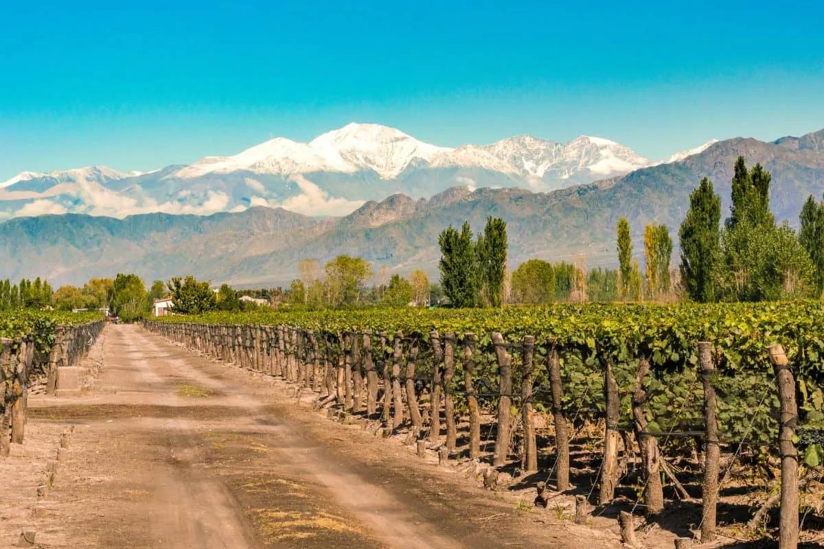viñedos en Mendoza