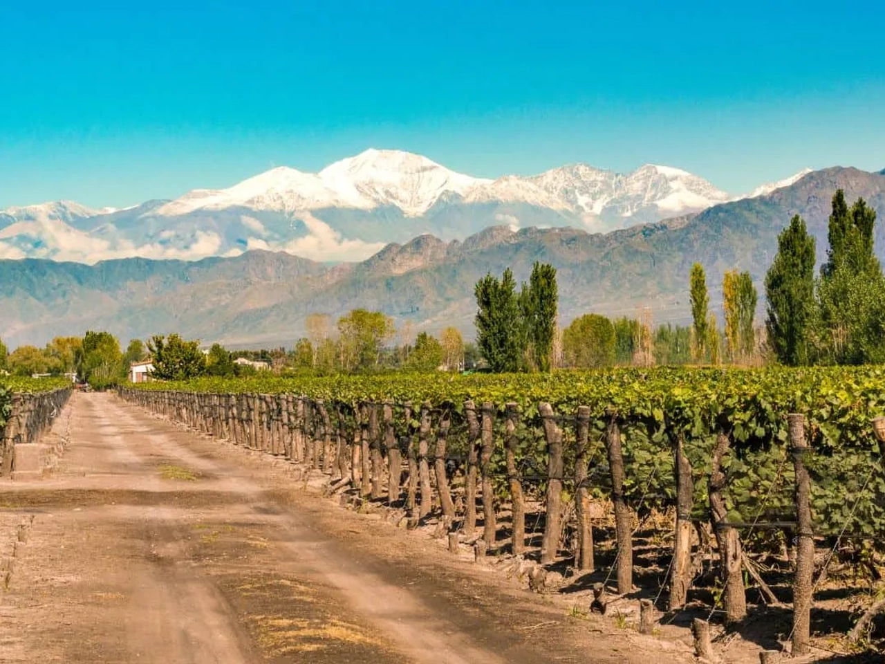 viñedos en Mendoza