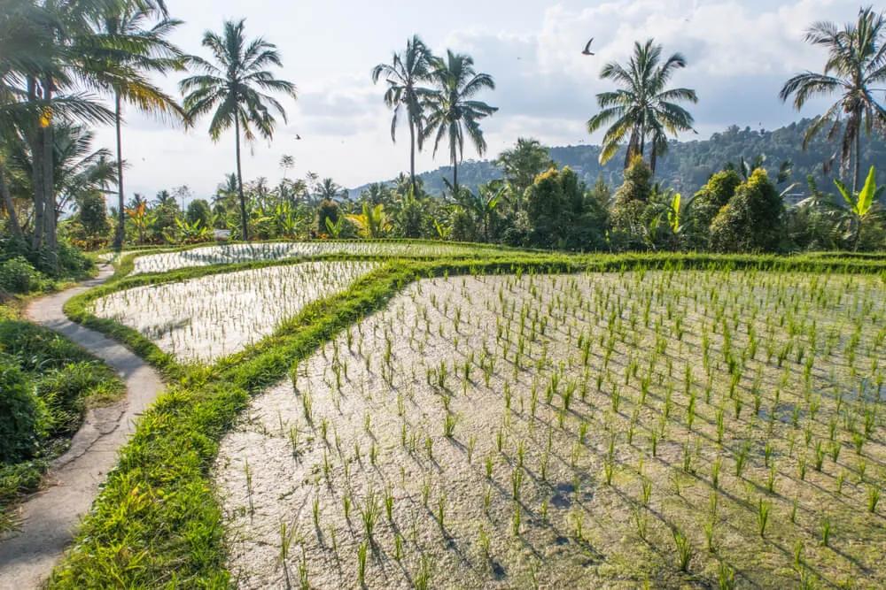 campos de arroz de munduk