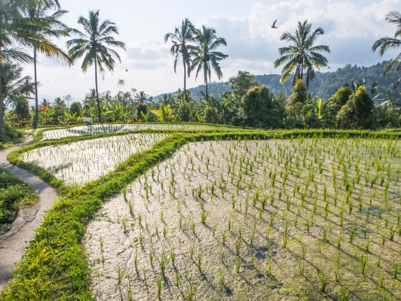 campos de arroz de munduk
