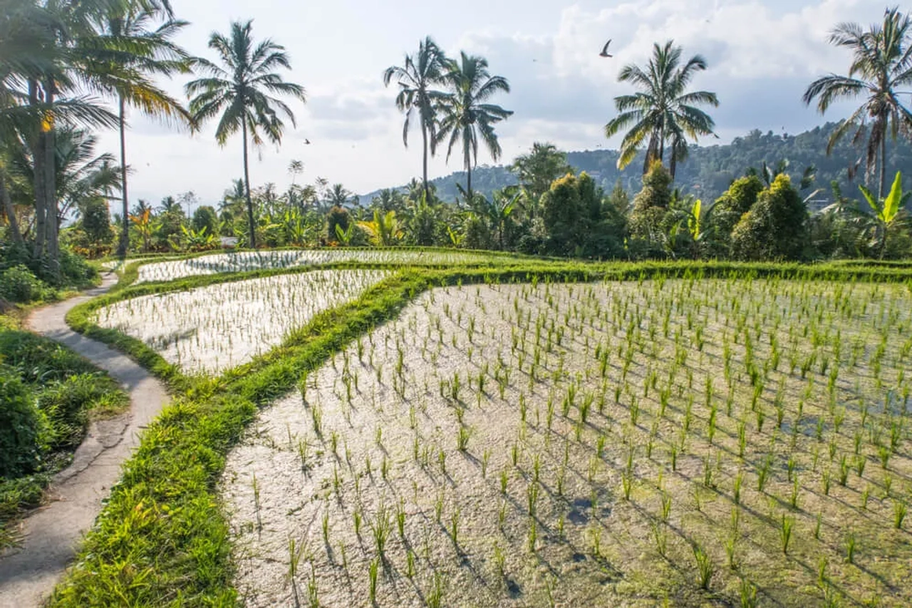 campos de arroz de munduk