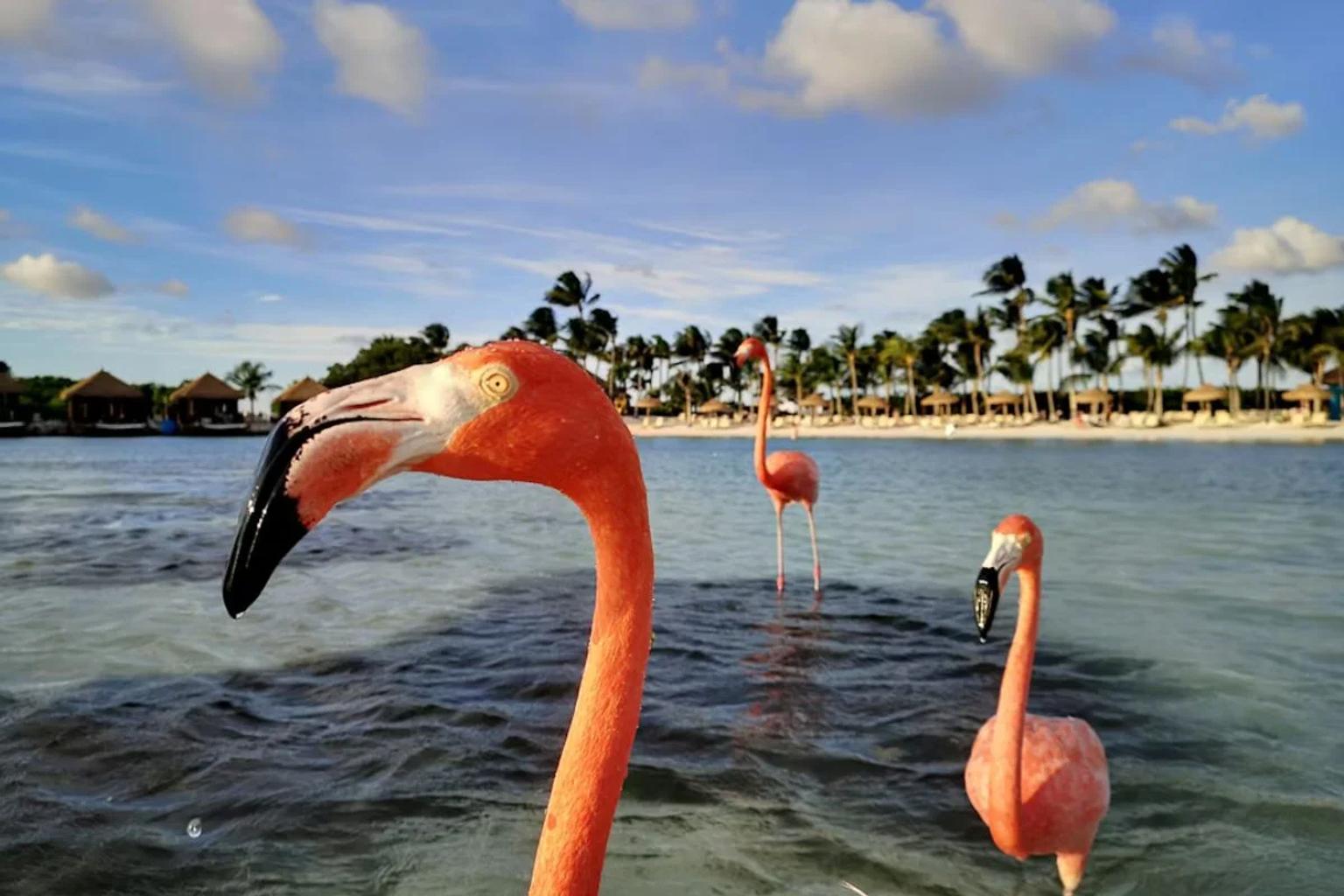 Requisitos para viajar a Aruba desde Perú
