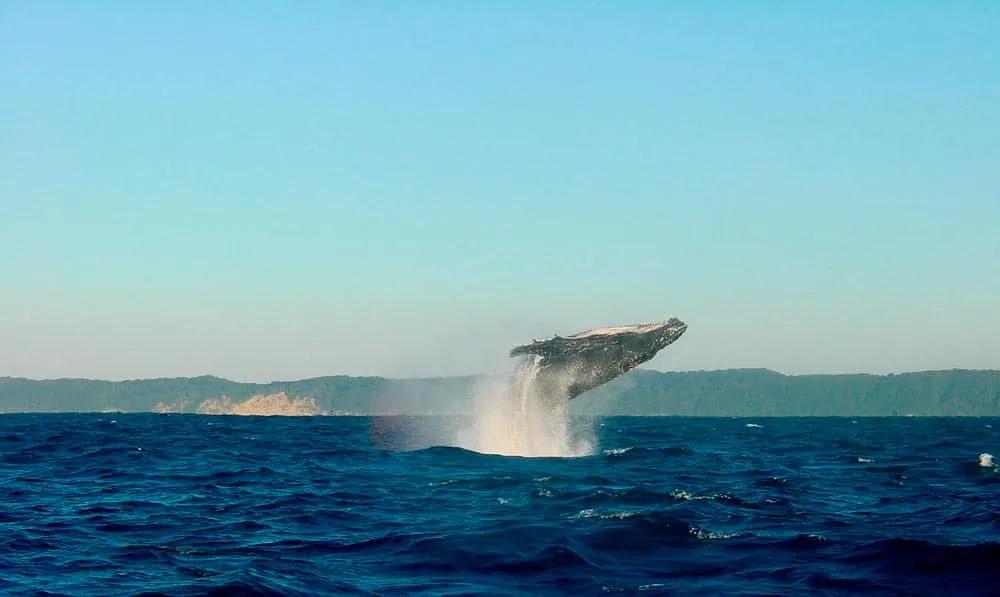 ver ballenas en ver en Reikiavik