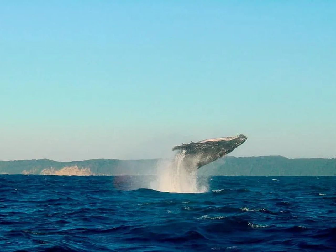 ver ballenas en ver en Reikiavik