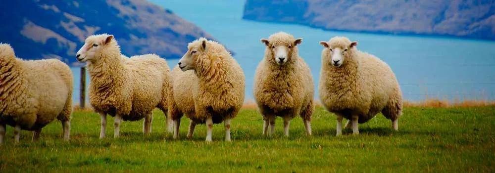 Consejos para viajar a Nueva Zelanda