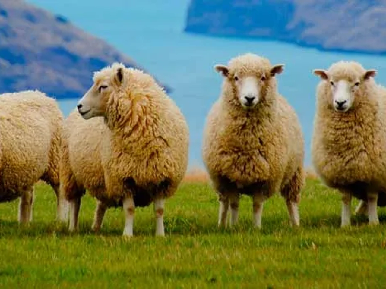 Consejos para viajar a Nueva Zelanda