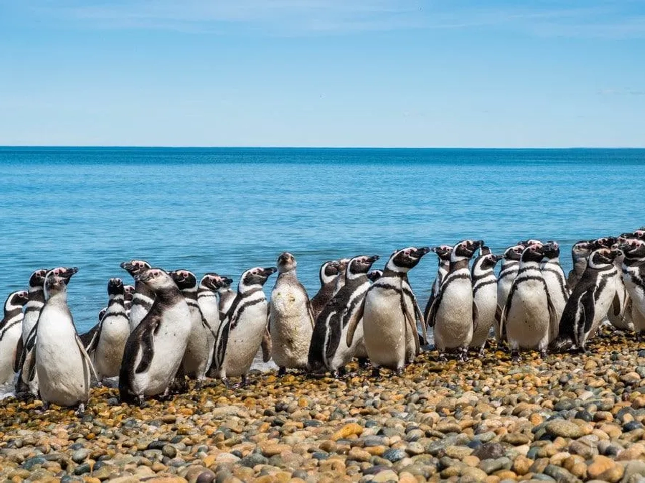 Pinguinos en Ushuaia, Argentina