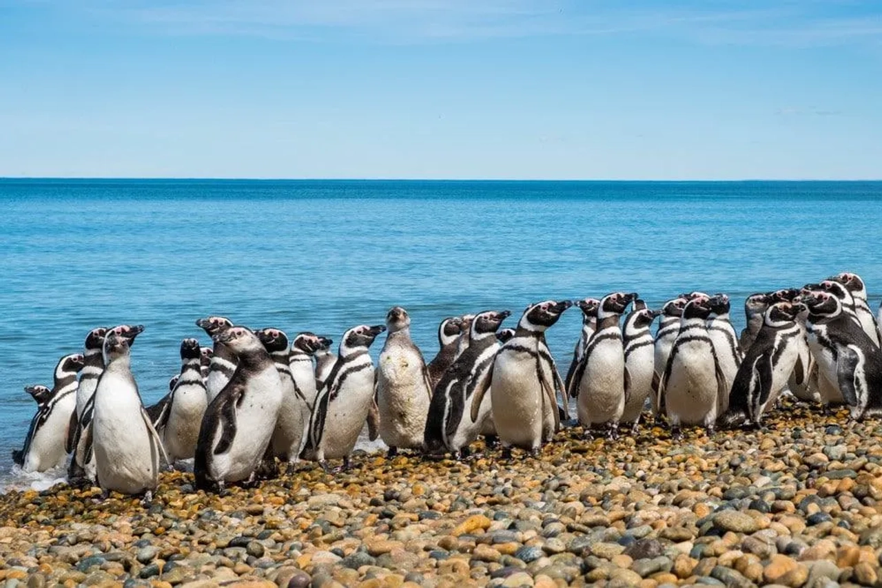 Pinguins na costa da Patagónia argentina em viagem pela Argentina