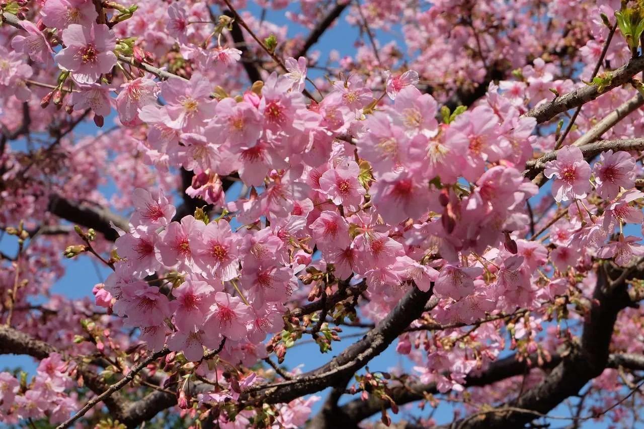 ¿Cuál es la mejor temporada para viajar a Japón?