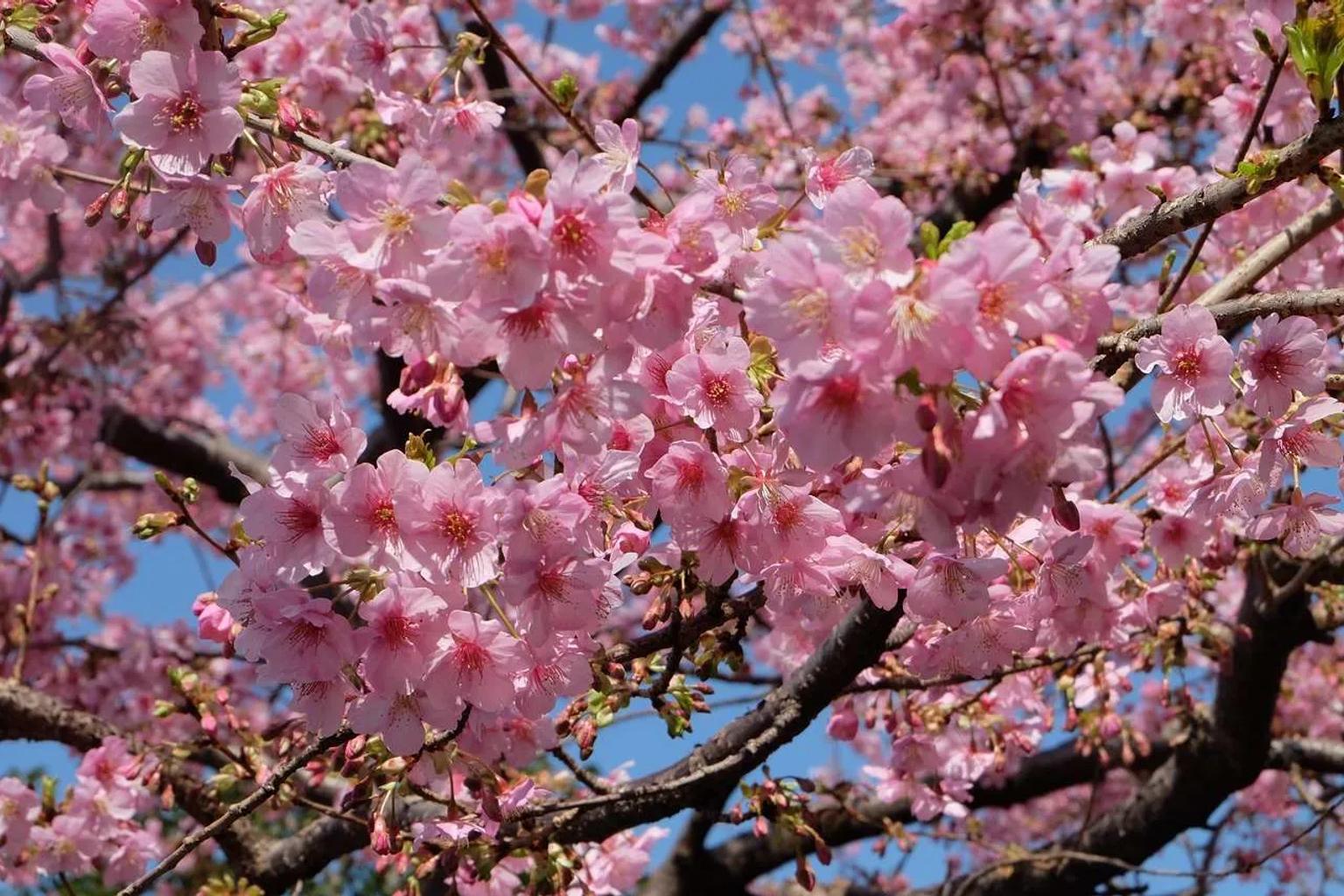 mejor época para viajar a Japón