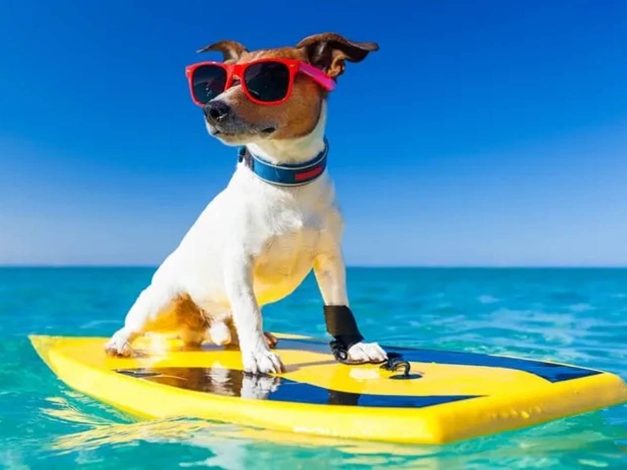 ir a la playas con animales
