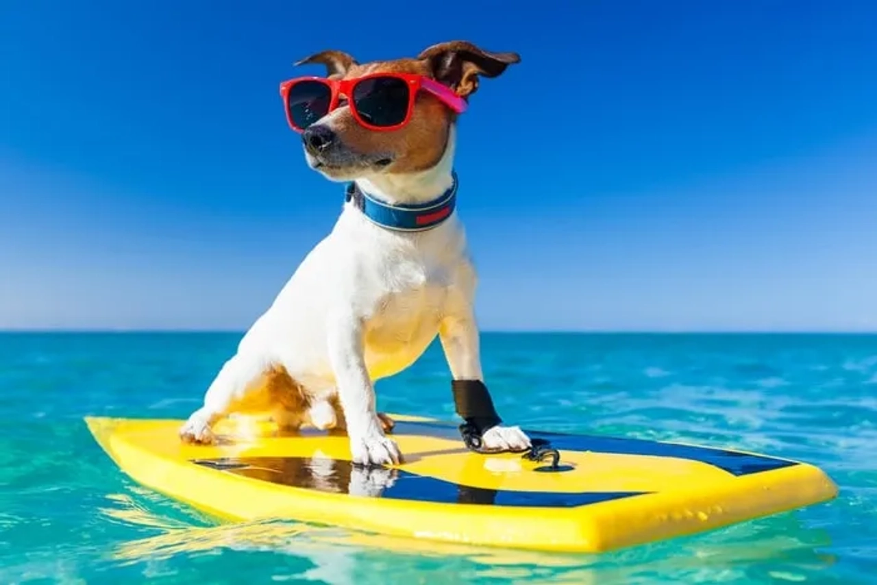 ir a la playas con animales