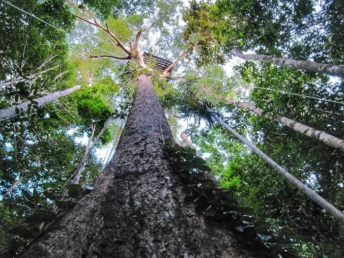 subir-a-la-copa-de-un-arbol-en-el-amazonas1