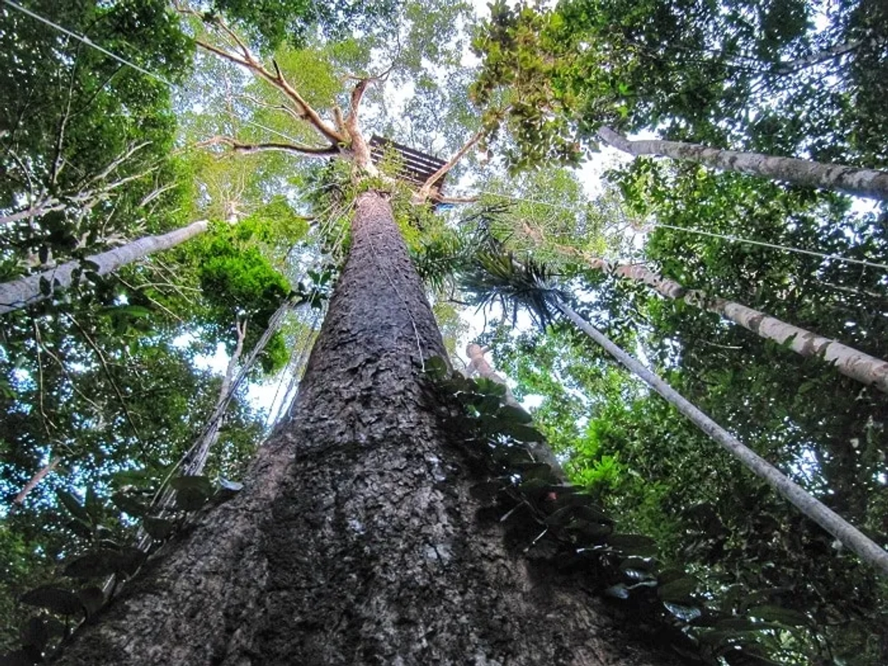 subir-a-la-copa-de-un-arbol-en-el-amazonas1