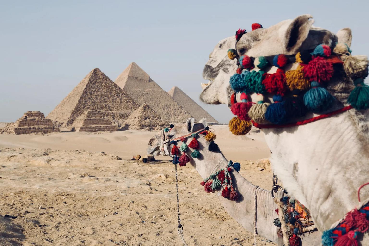 A decorated camel stands in the desert with pyramids in the background.