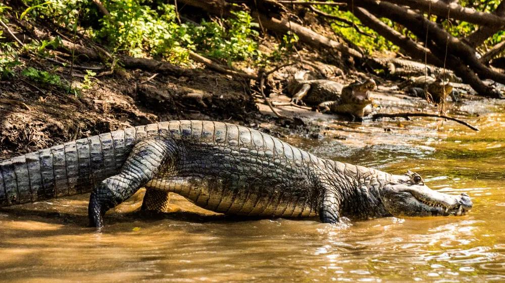 crocodilos no rio amazonas