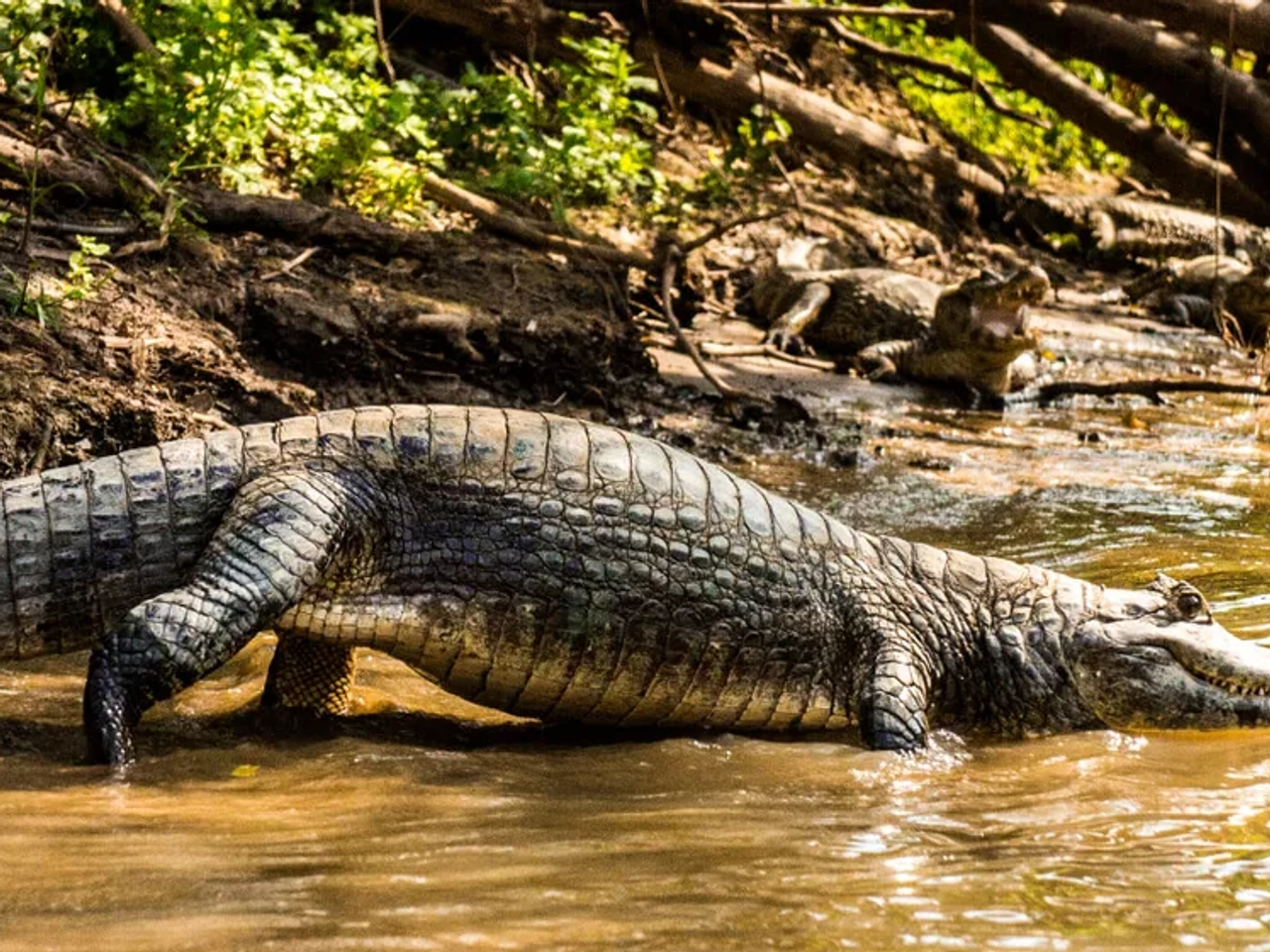 crocodilos no rio amazonas