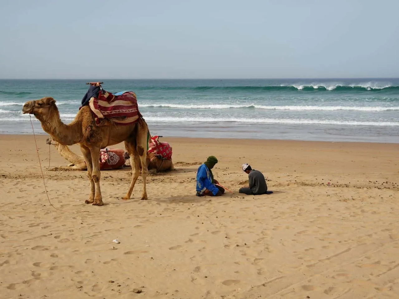 Camelo numa praia de Marrocos junto ao mar