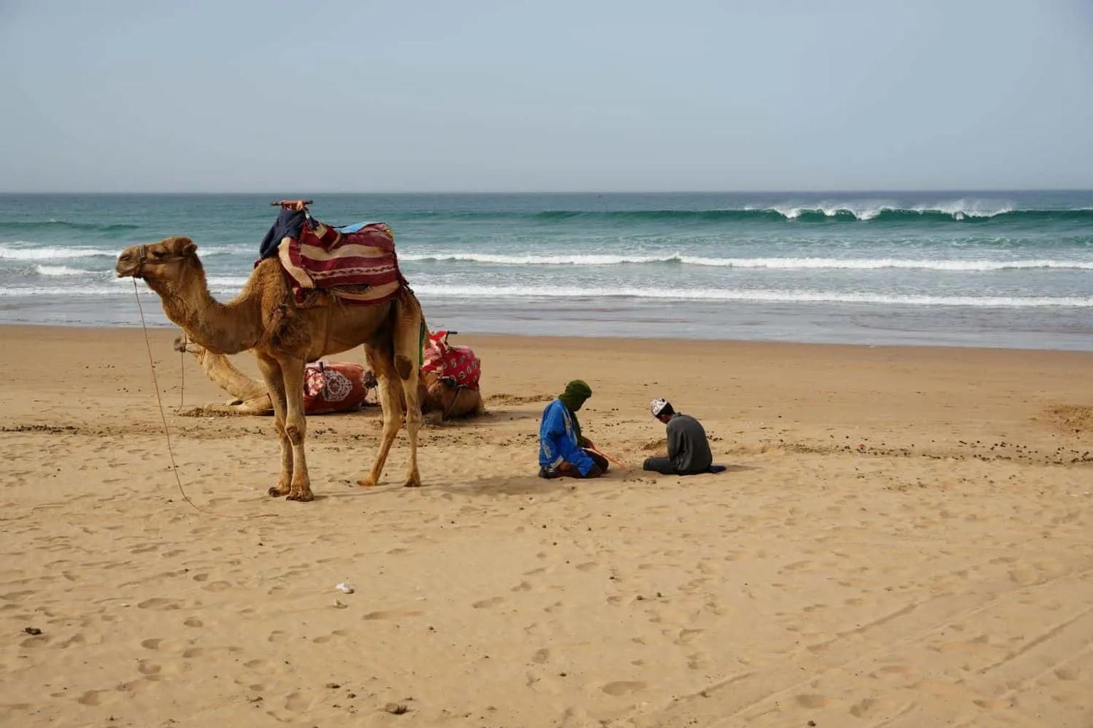 Camelo na praia com duas pessoas sentadas na areia e ondas ao fundo.