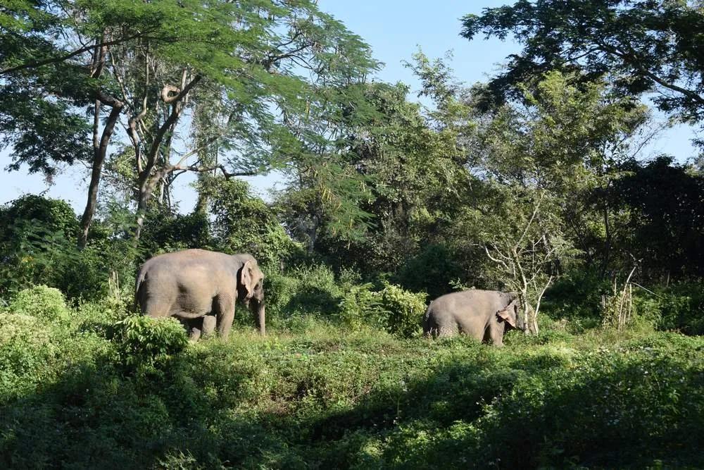 ver elefantes en Tailandia de forma responsable