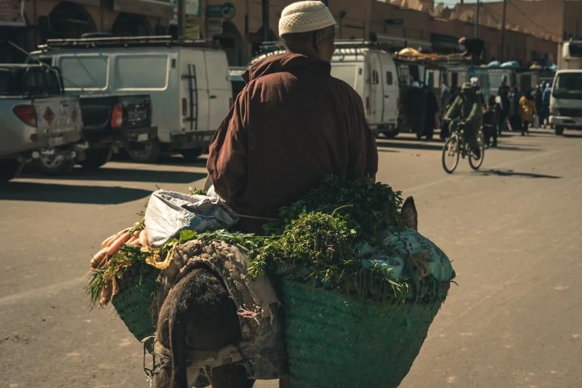 burro carregada no mercado de rissani