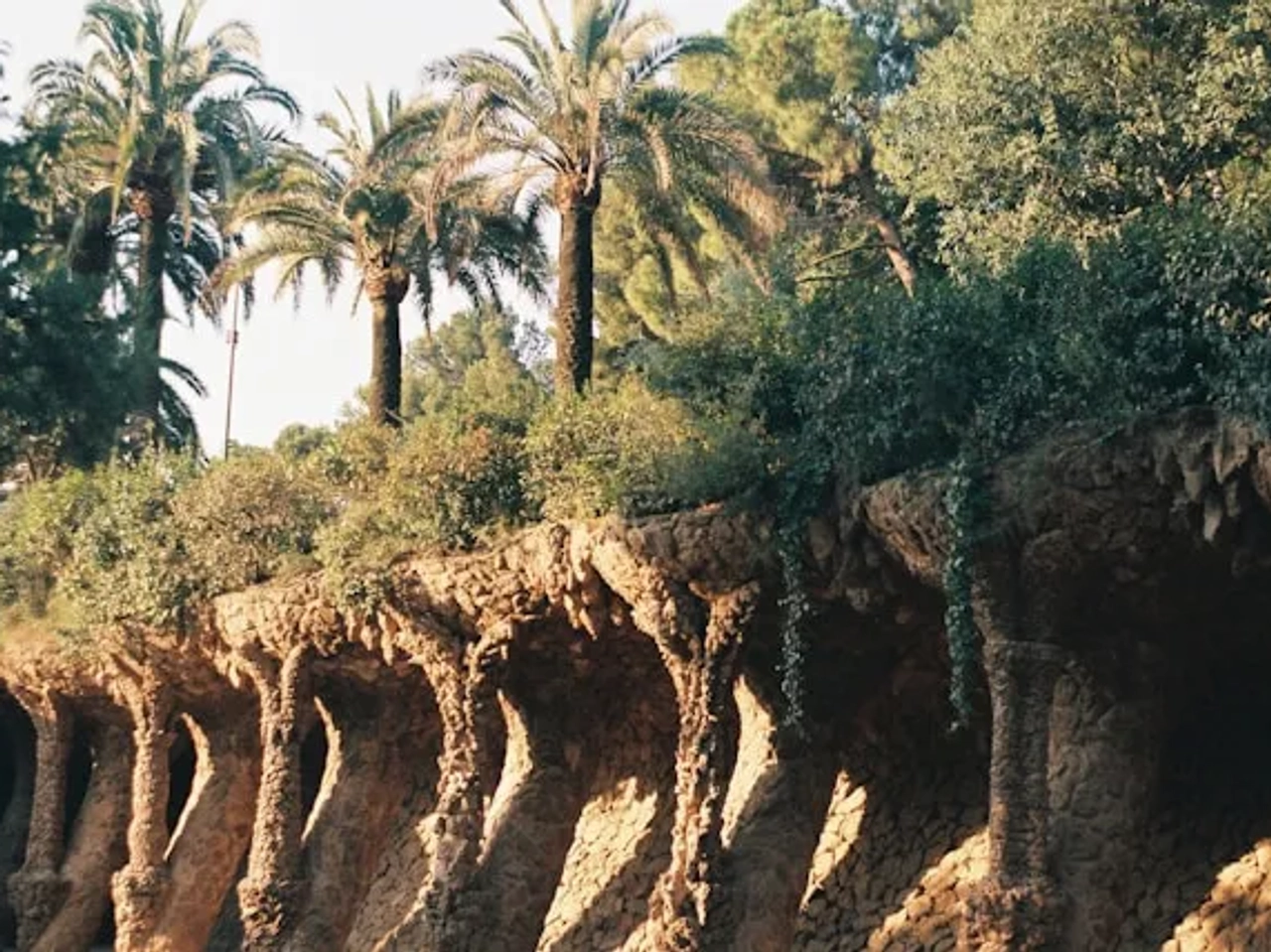 palmeiras no parque guell em barcelona