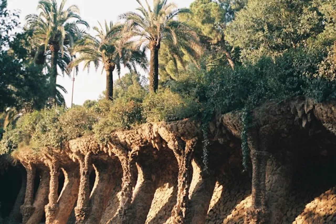 palmeiras no parque guell em barcelona