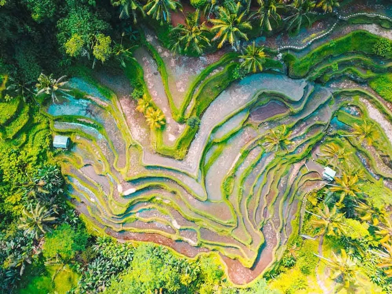 ruta por los arrozales de Bali