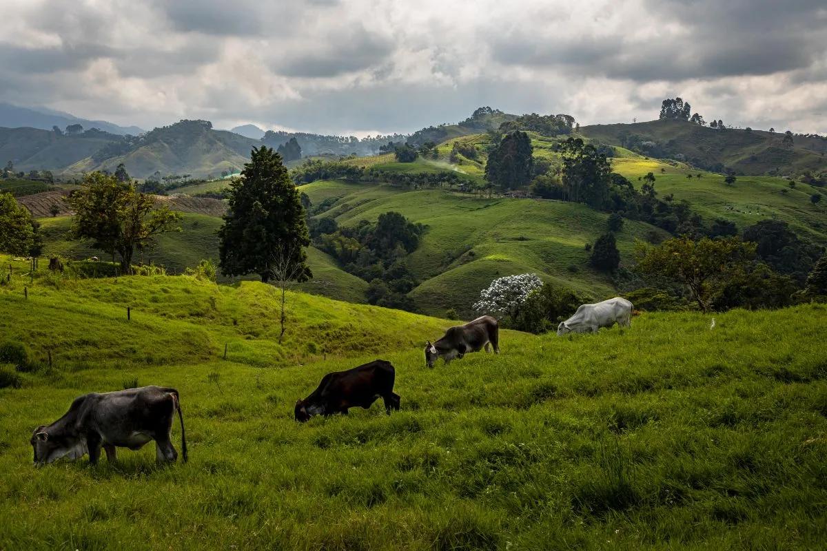 eje cafetero colombia