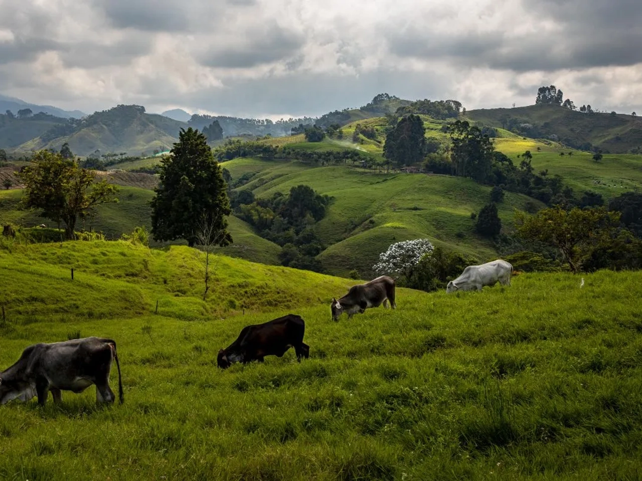 eje cafetero colombia